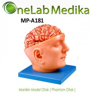 Manikin Model Otak ( Phantom Otak )
