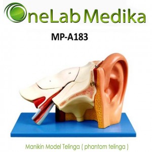 Manikin Model Telinga ( phantom telinga )
