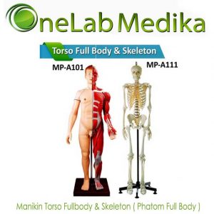 Manikin Torso Fullbody & Skeleton ( Phatom Full Body )